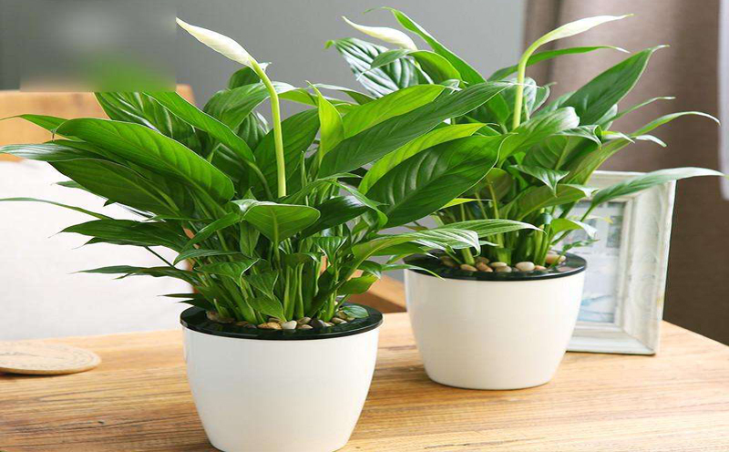 遼陽新房裝修除味的幾種方法